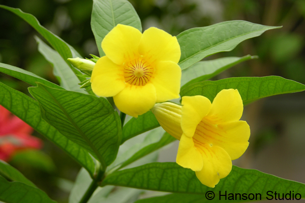 Yellow Allamanda